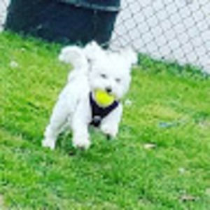 Meet your Posher, Monica